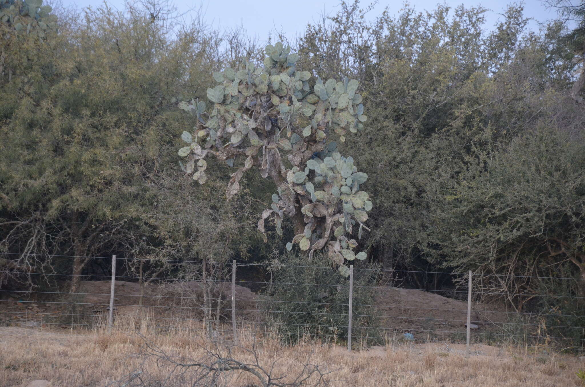 Image of Opuntia quimilo K. Schum.