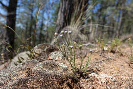 Image of Vittadinia cuneata DC.