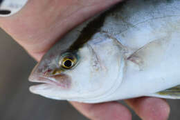 Image of Banded Rudderfish