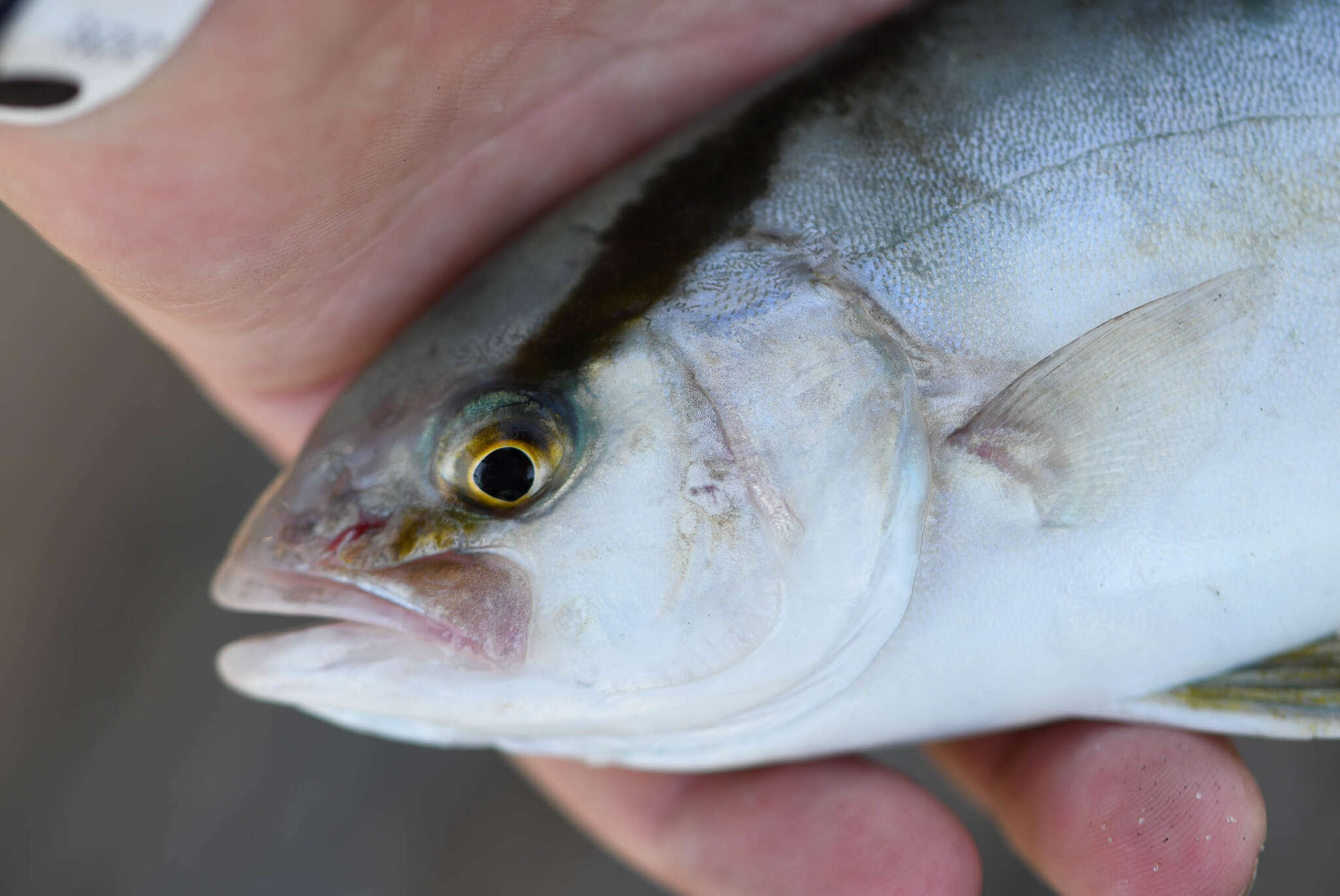 Image of Banded Rudderfish