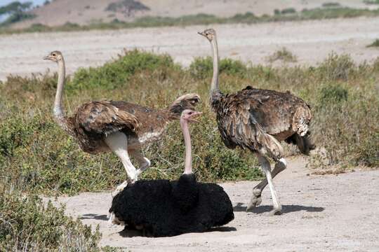 Image of Masai ostrich