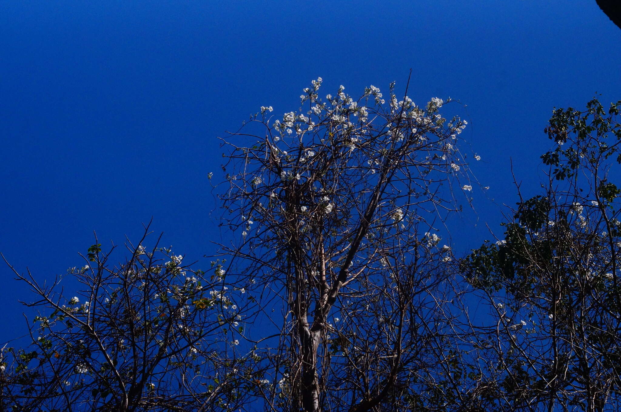 Image of Ipomoea populina House