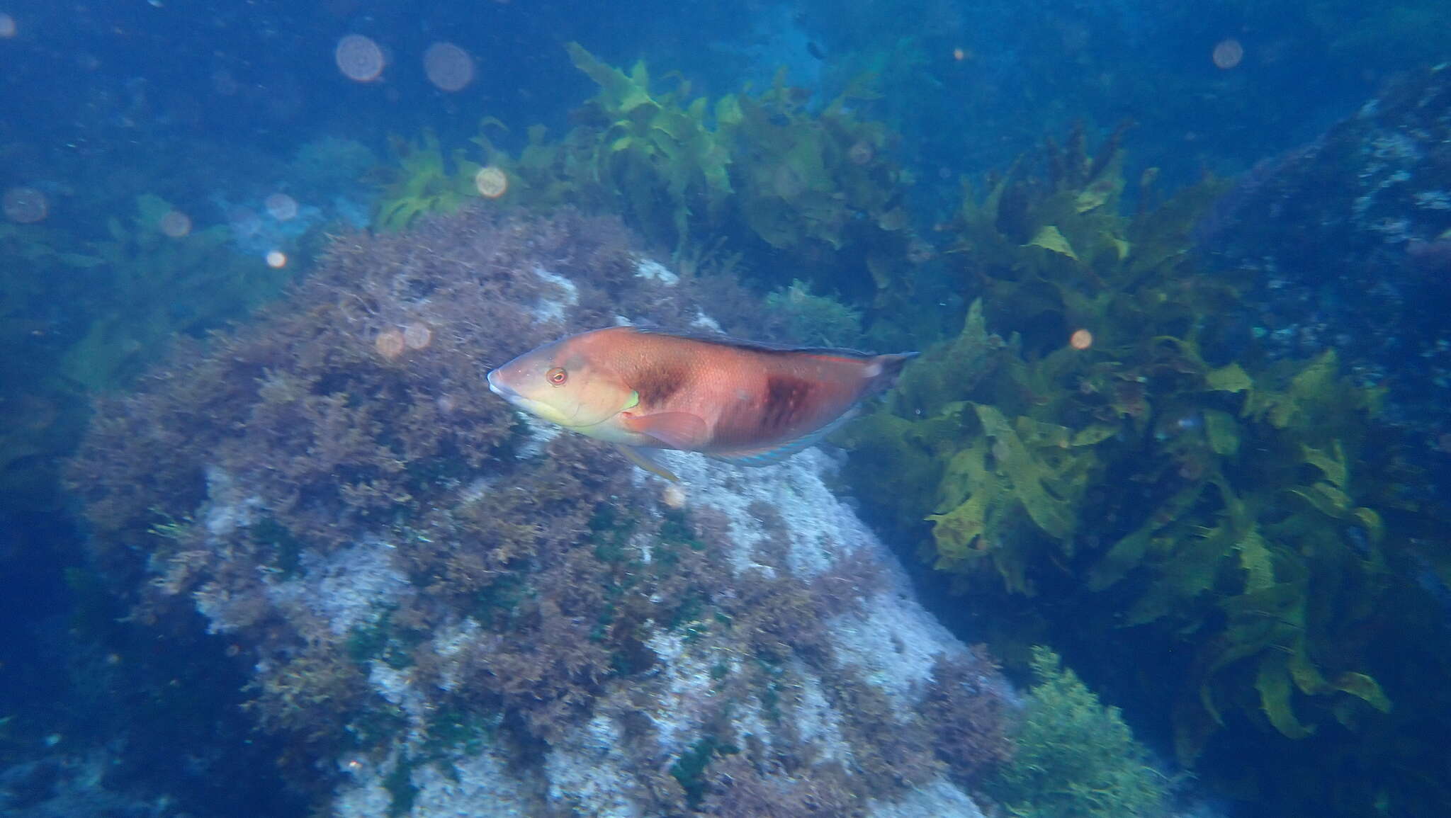 Image of Eastern king wrasse