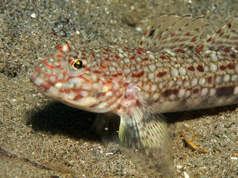 Image of Decorated goby