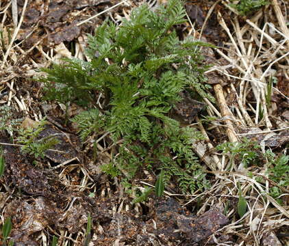 Image of Anthriscus sylvestris subsp. sylvestris