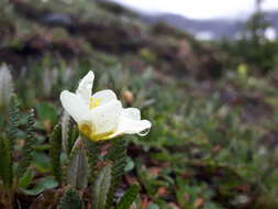 Imagem de Dryas octopetala subsp. hookeriana (Juz.) Hulten