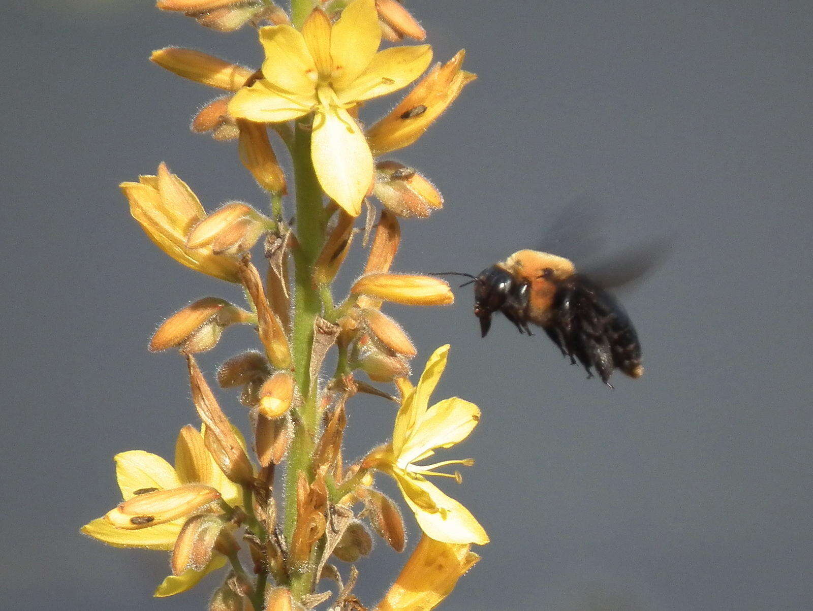 Image of Xylocopa flavorufa (De Geer 1778)