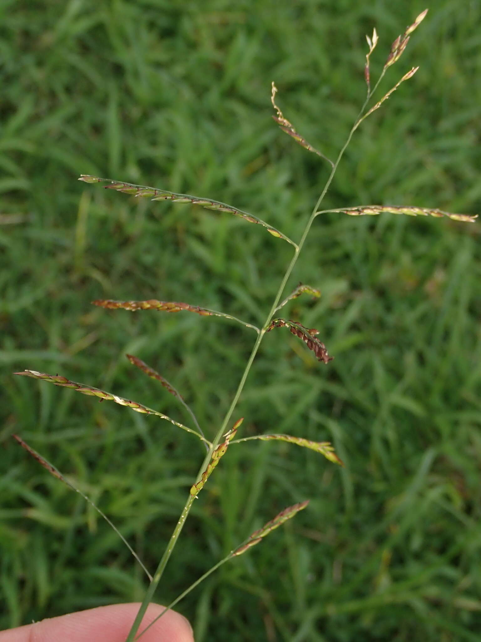 Image of Grass