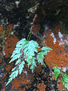 Image de Anemia adiantifolia (L.) Sw.