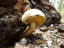 Image of Boletellus dissiliens (Corner) Pegler & T. W. K. Young 1981