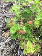 Imagem de Acalypha radians Torr.