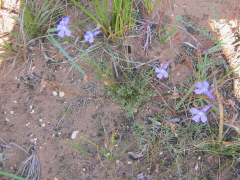 Image of Buck's horn lobelia