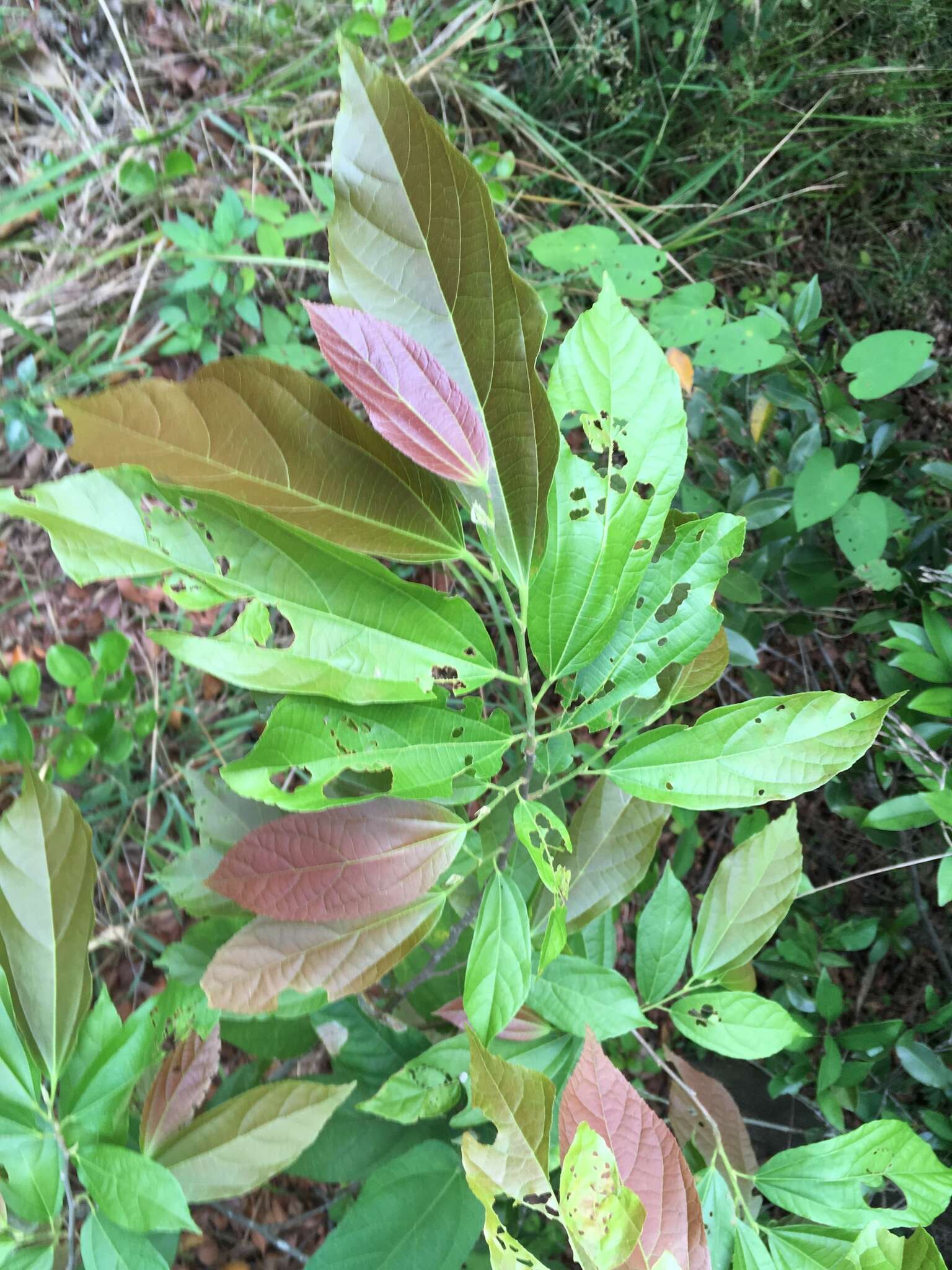 Image of Microcos paniculata L.