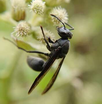 Image of Polybia simillima Smith 1862