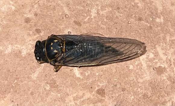 Image of Canadian Cicada