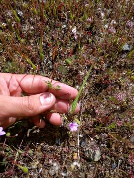 Image of longbeak stork's bill