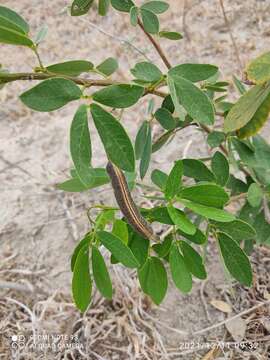 Plancia ëd Senna macranthera (Collad.) H. S. Irwin & Barneby