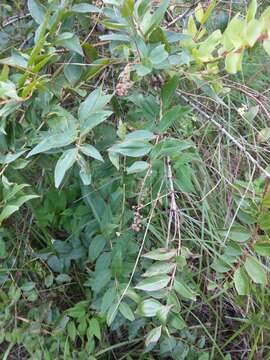 Image of Coriaria japonica subsp. intermedia (Matsum.) T. C. Huang