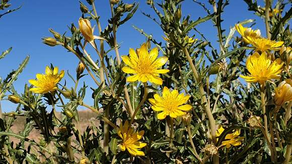 Image of Adonis blazingstar