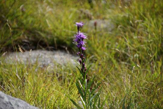 Image of Heller's blazing star