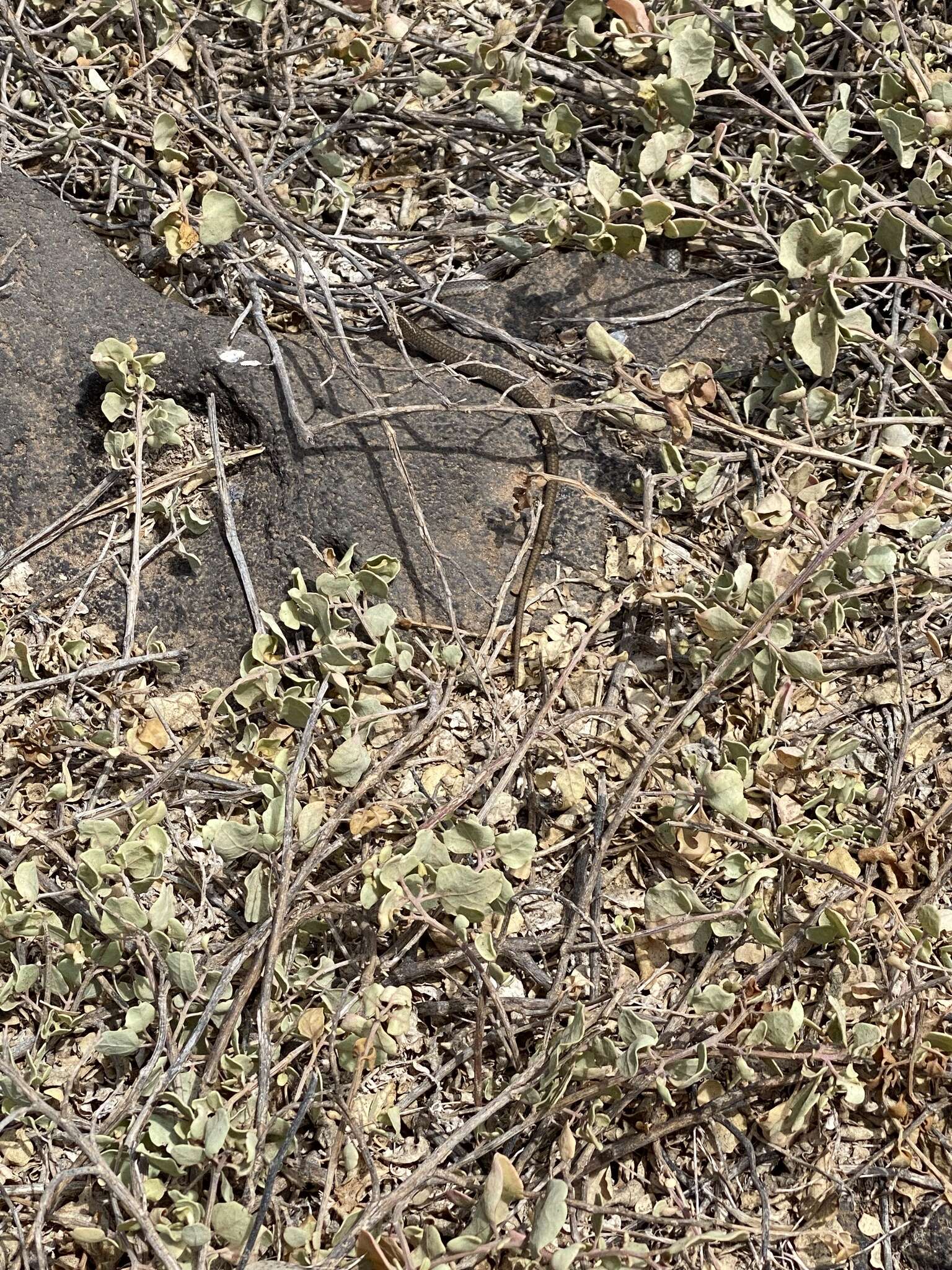 Plancia ëd Pseudalsophis hoodensis (Van Denburgh 1912)