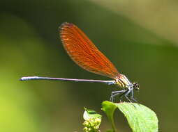 Image of Mnais andersoni McLachlan ex Selys 1873