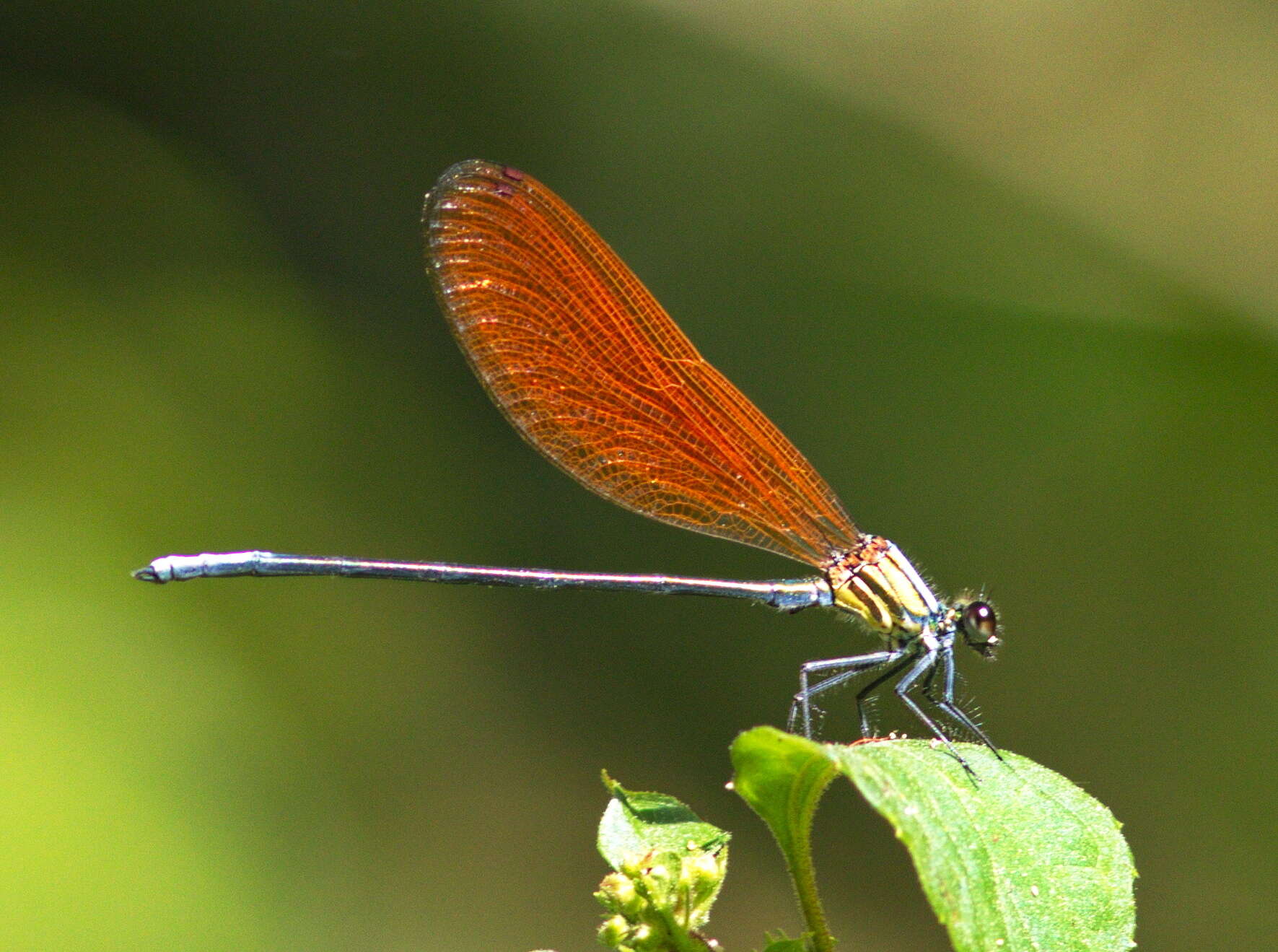 Image of Mnais andersoni McLachlan ex Selys 1873