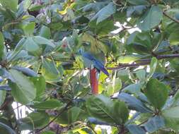 Image of Great Green Macaw