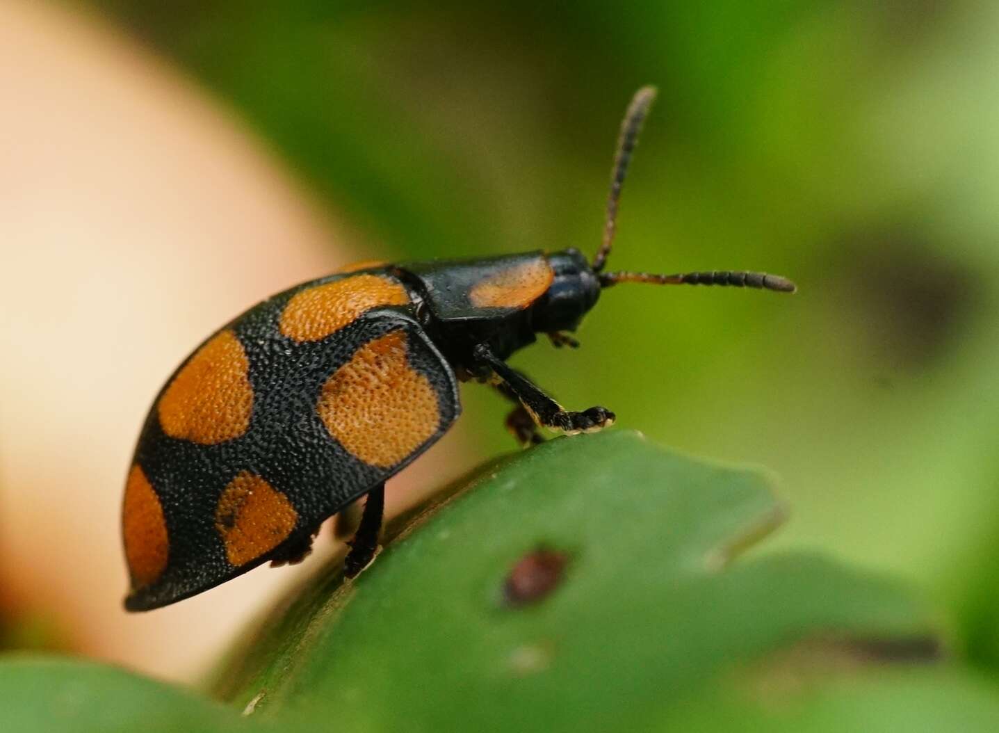 Image of Botanochara decempustulata (Boheman 1850)