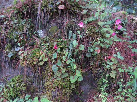 Image of Begonia fusibulba C. DC.