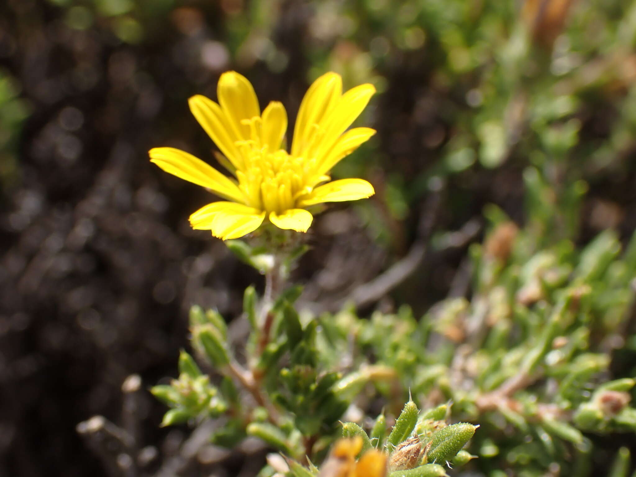 Image of Gorteria alienata (Thunb.) Stångb. & Anderb.