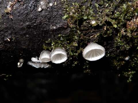 Image de Hohenbuehelia cyphelliformis (Berk.) O. K. Mill. 1986