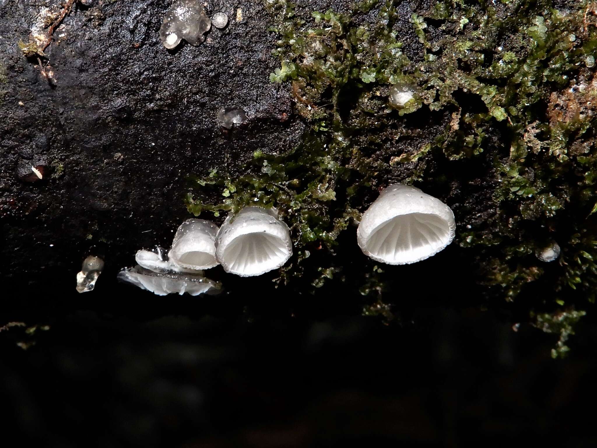 Hohenbuehelia cyphelliformis (Berk.) O. K. Mill. 1986 resmi