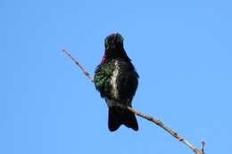 Image of Stripe-breasted Starthroat