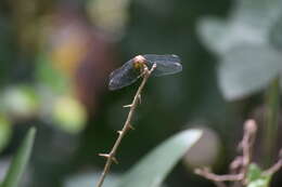 Image of Erythrodiplax melanorubra Borror 1942