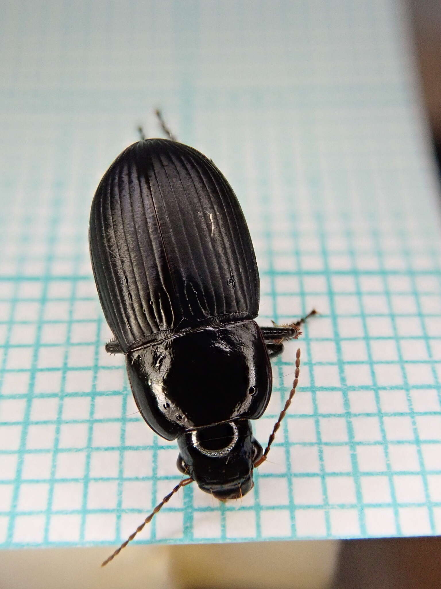 Image of Harpalus (Harpalus) serripes (Quensel ex Schönherr 1806)