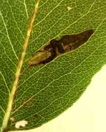 صورة Stigmella oxyacanthella (Stainton 1854) Beirne 1945