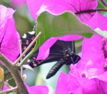 Image of Pink-spotted Swallowtail