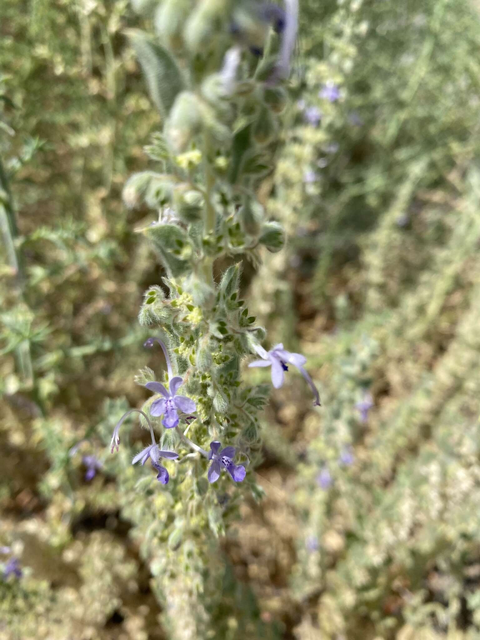 Trichostema ovatum Curran resmi