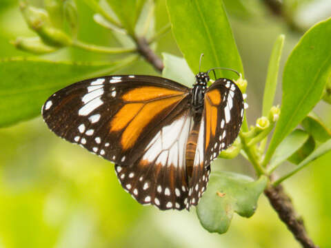 Image of Danaus (Salatura) affinis malayana (Fruhstorfer 1899)