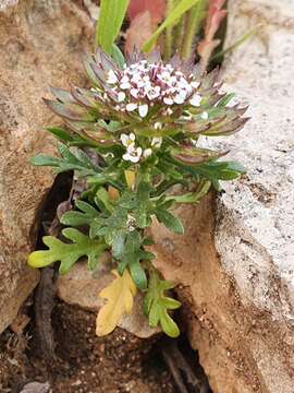 Plancia ëd Iberis odorata L.