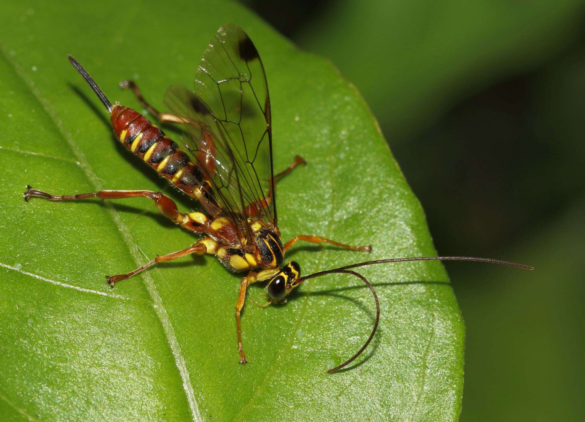 Image of Echthromorpha agrestoria (Swederus 1787)