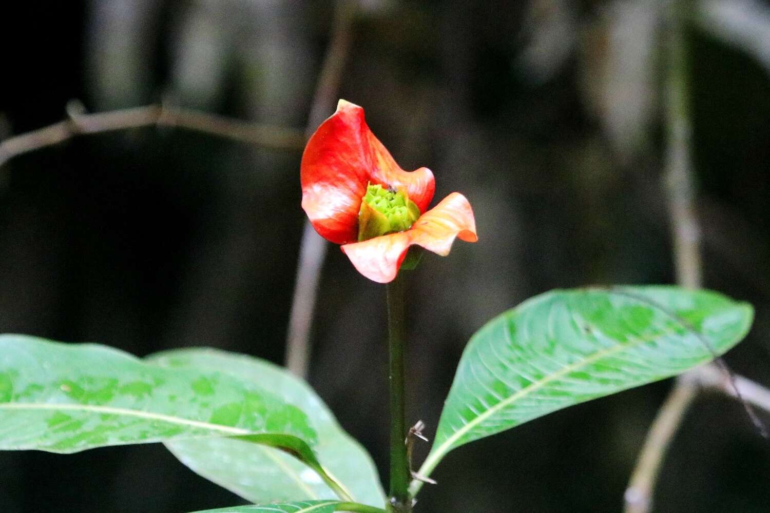 Palicourea elata (Sw.) Borhidi resmi