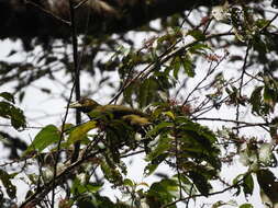 Image of Dusky-green Oropendola