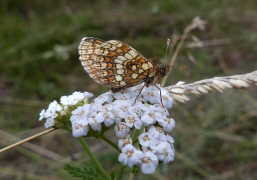 Imagem de Melitaea britomartis Assmann 1847