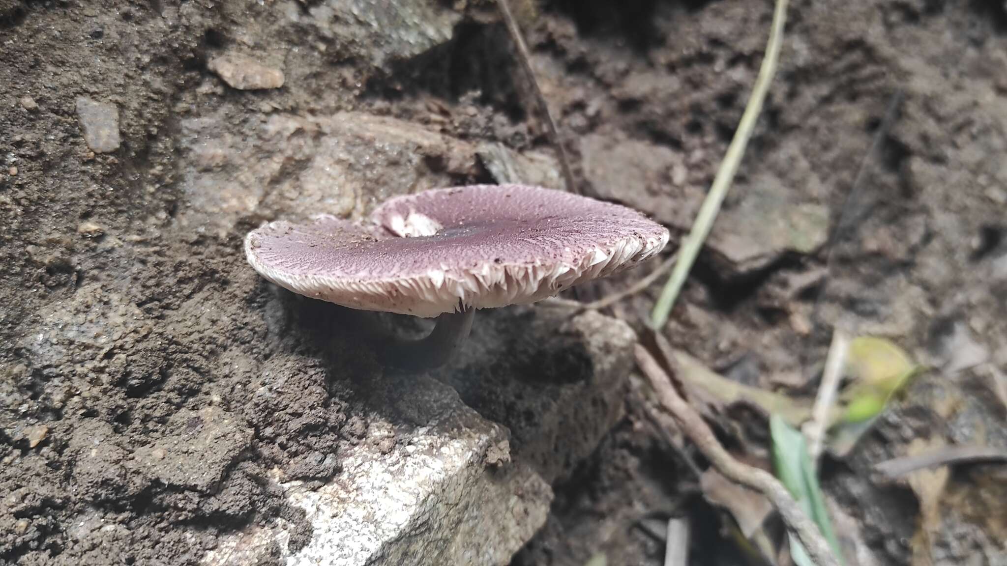 Image of Leucoagaricus lilaceus Singer 1952