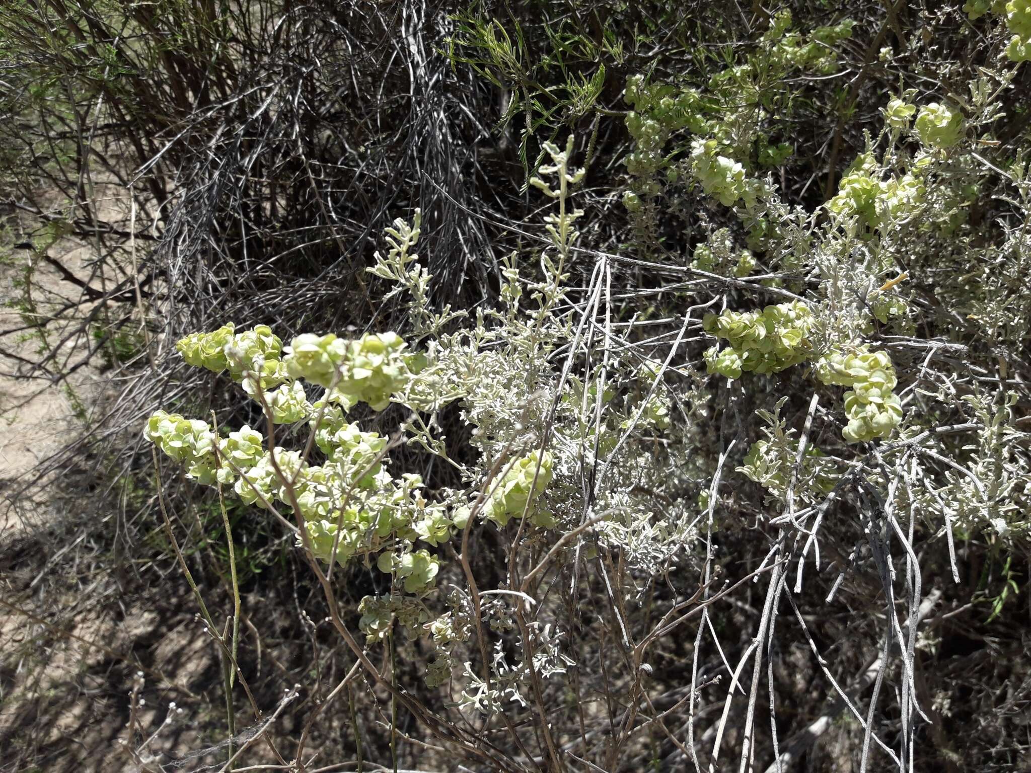 Image of South American saltbush