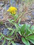 Image of Rocky Mountain goldenrod