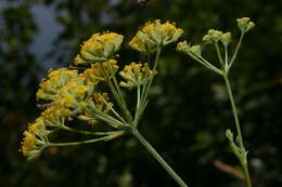 Image of Bupleurum plantagineum Desf.