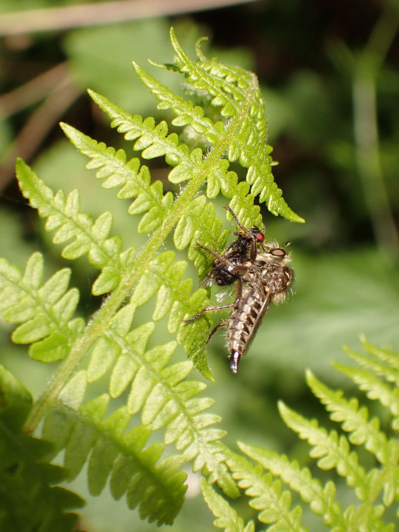 صورة Dysmachus trigonus (Meigen 1804)